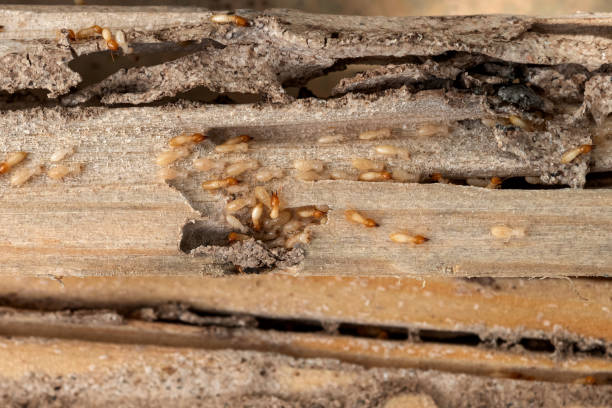 Best Emergency Pest Control  in Southfield, MI